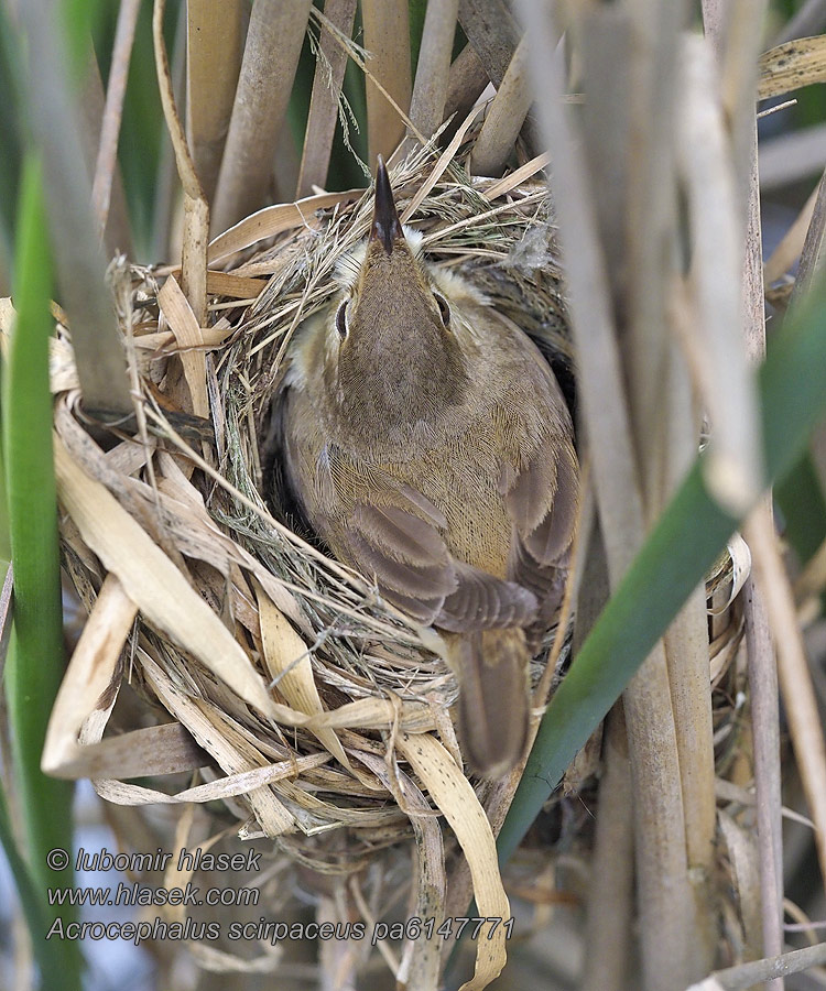 Acrocephalus scirpaceus