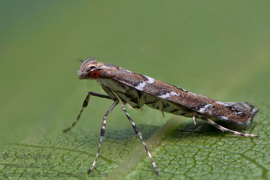 Acrocercops brongniardella Leaf Blotch Miner