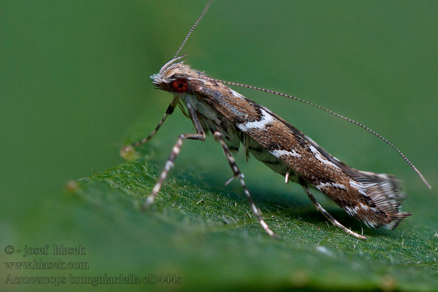 Acrocercops brongniardella Psotka Brongniardova