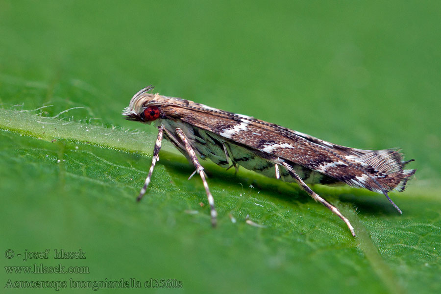 Acrocercops brongniardella Моль широкоминирующая дубовая