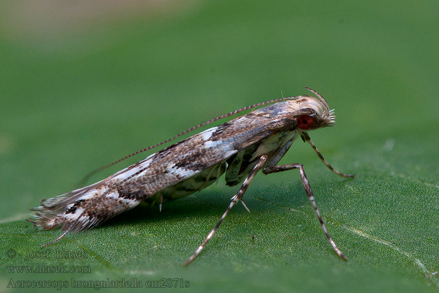 Acrocercops brongniardella Snedstreckad ekstyltmal