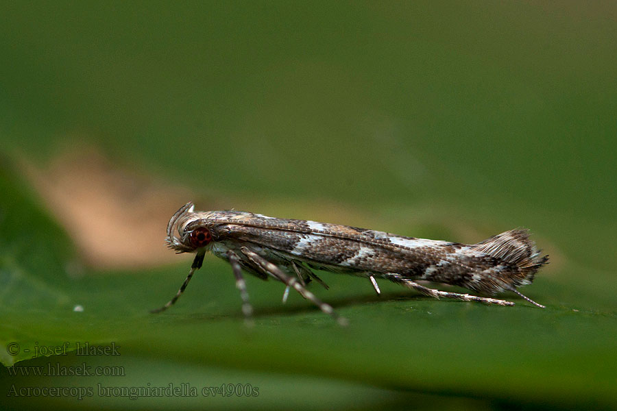 Leaf Blotch Miner Acrocercops brongniardella