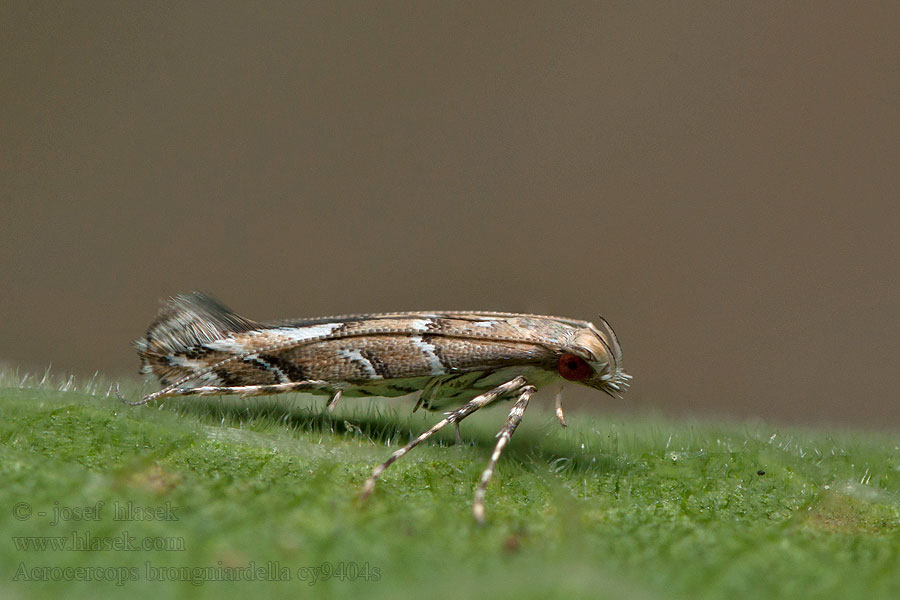 Zilvermijnmot Acrocercops brongniardella