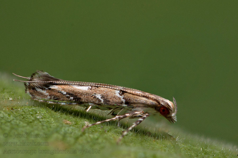 Snedstreckad ekstyltmal Acrocercops brongniardella