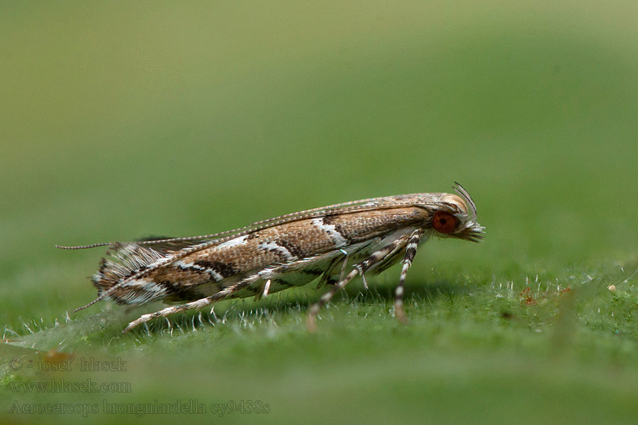 Acrocercops brongniardella