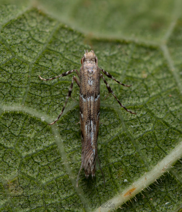 Acrocercops brongniardella