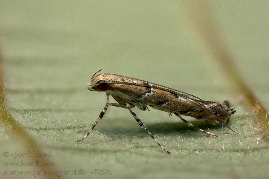 Acrocercops brongniardella