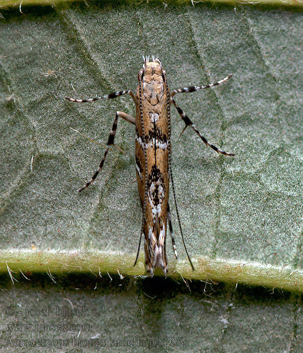 Acrocercops brongniardella