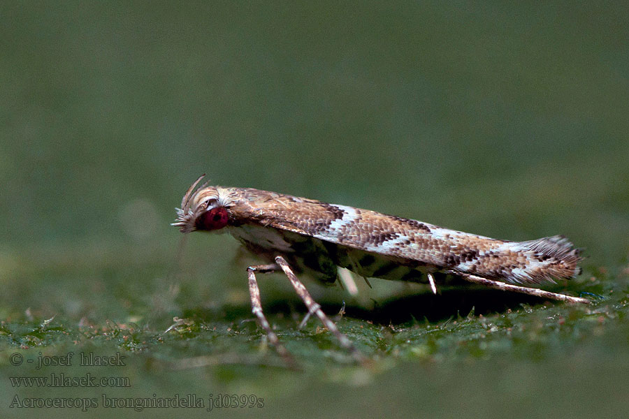 Acrocercops brongniardella