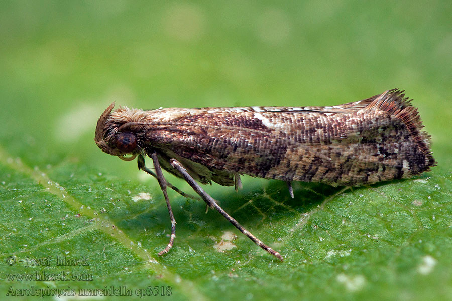 Acrolepiopsis marcidella