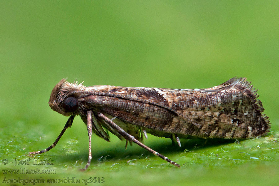 Acrolepiopsis marcidella