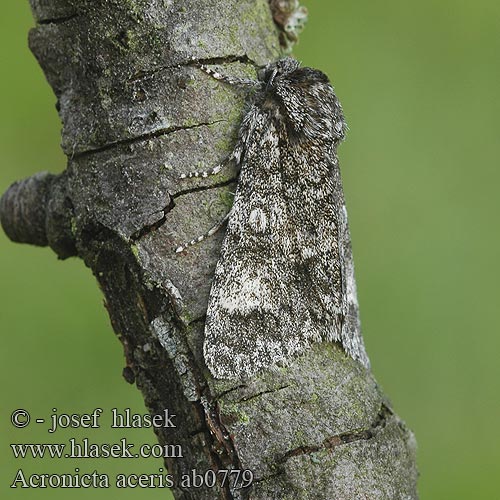 Acronicta aceris Lönnaftonfly Šípověnka maďalová