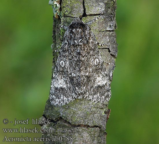 Ahorn-Rindeneule Ahorneule Noctuelle érable Bont schaapje