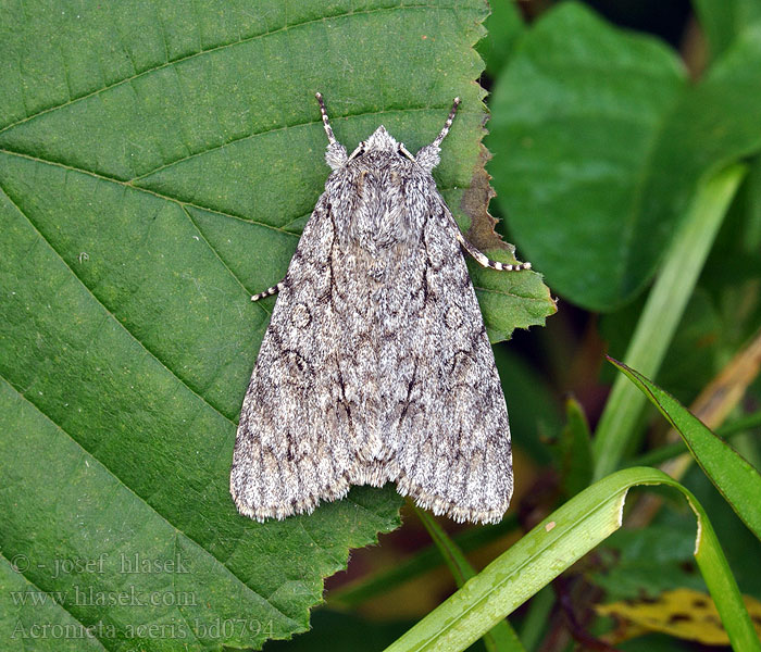 Lönnaftonfly Acronicta aceris