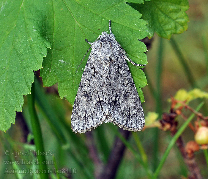 Ahorn-Rindeneule Ahorneule Acronicta aceris