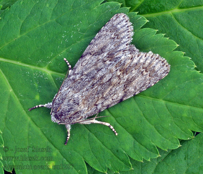 Acronicta aceris