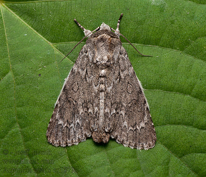 Acronicta aceris