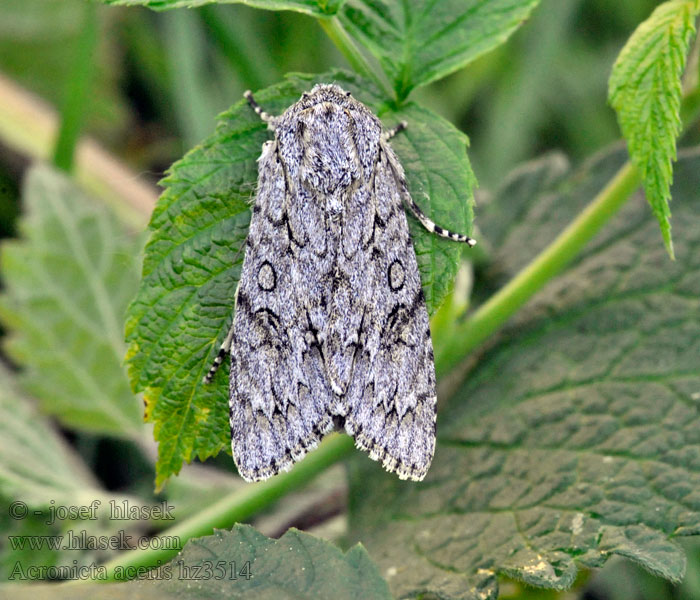 Acronicta aceris