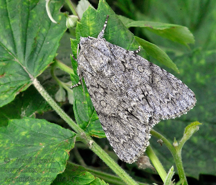 Noctuelle érable Bont schaapje Acronicta aceris