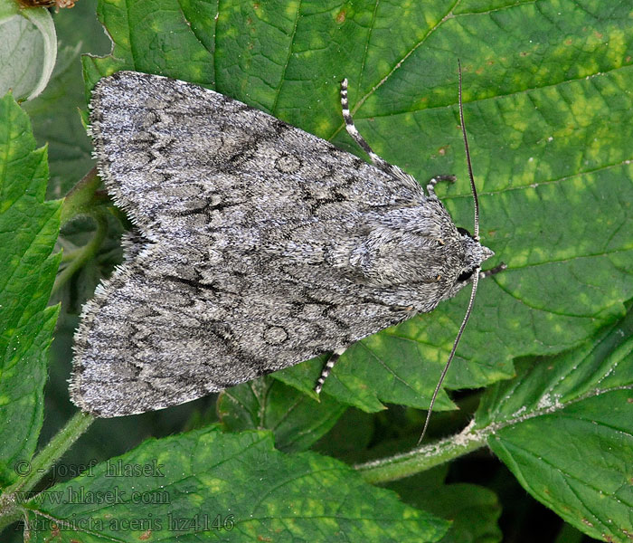 Ahornugle Wieczernica klonówka Acronicta aceris