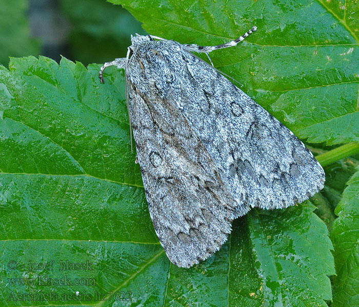 Mramorovka pagaštanová Acronicta aceris