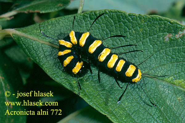 Acronicta alni Apatele Alder Moth Erleneule Erlen-Rindeneule