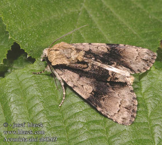 Стрельчатка ольховая Acronicta alni Apatele Alder Moth