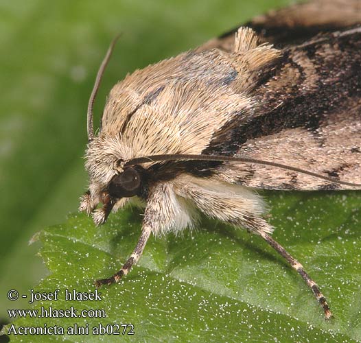 Alder Moth Erleneule Erlen-Rindeneule Šípověnka olšová