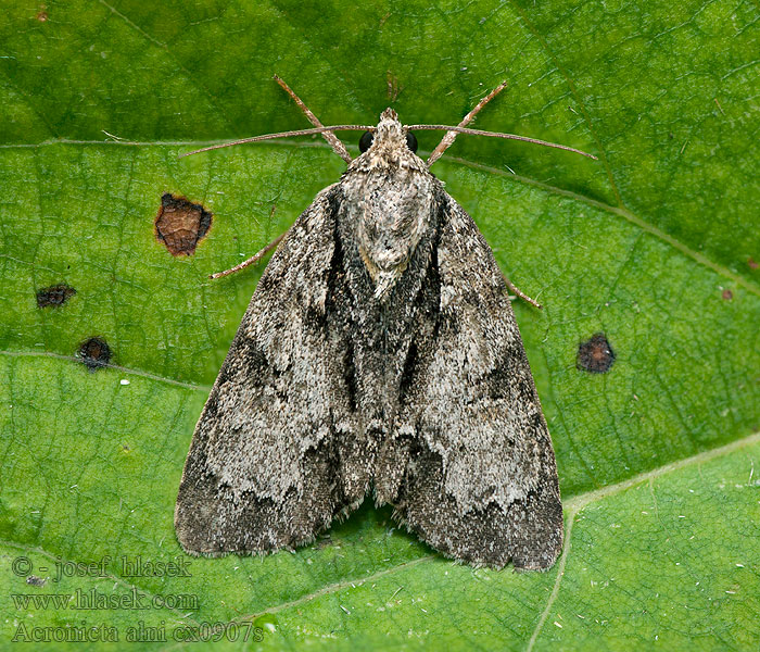 Acronicta alni