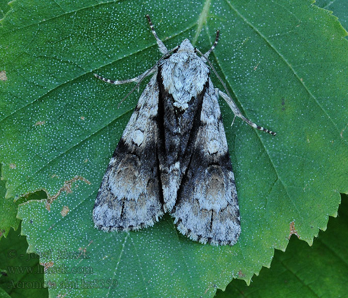 Alder Moth Acronicta alni