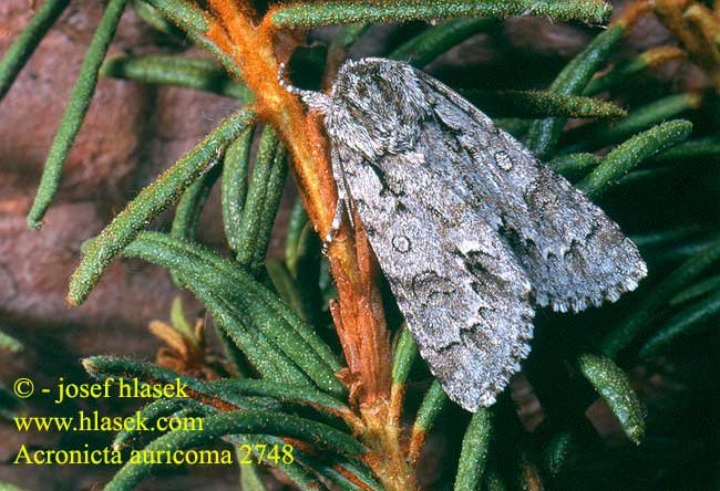 Acronicta auricoma Scarce Dagger Goldhaar-Rindeneule