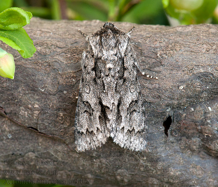 Vanlig kveldfly Silmäiltayökkönen Acronicta auricoma