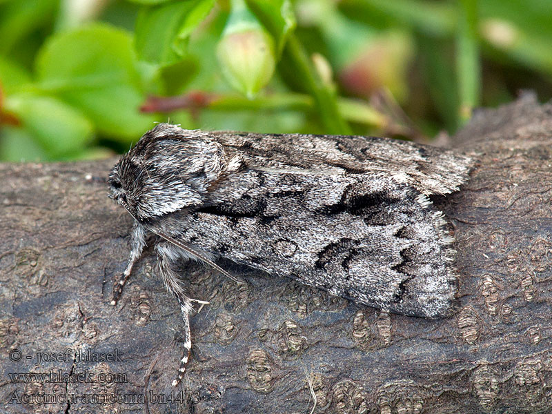 Goudhaaruil Стрельчатка буровато-серая Acronicta auricoma