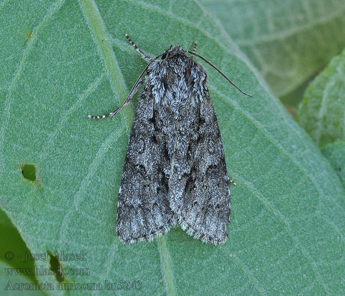 Acronicta auricoma