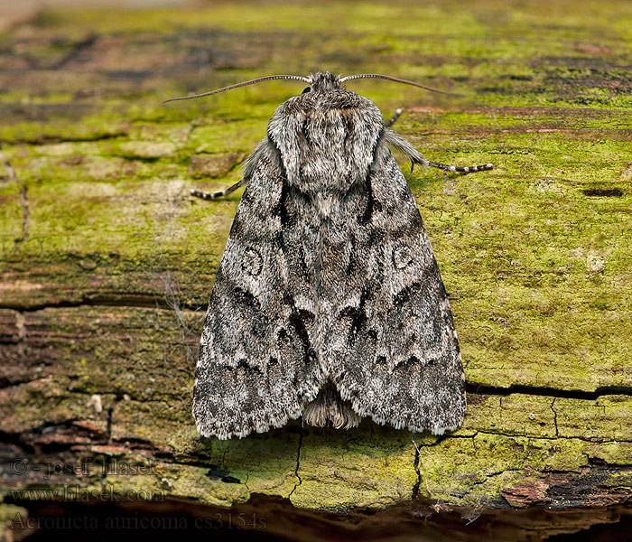 Acronicta auricoma