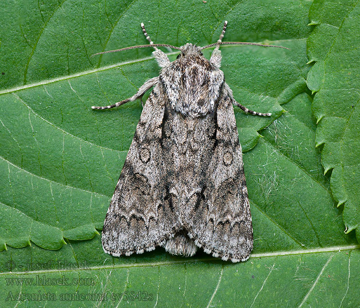 Acronicta auricoma