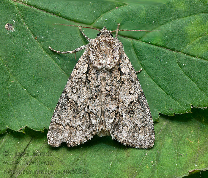 Acronicta auricoma