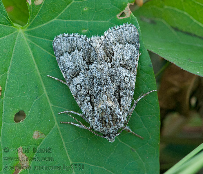 Šípověnka jívová Acronicta auricoma