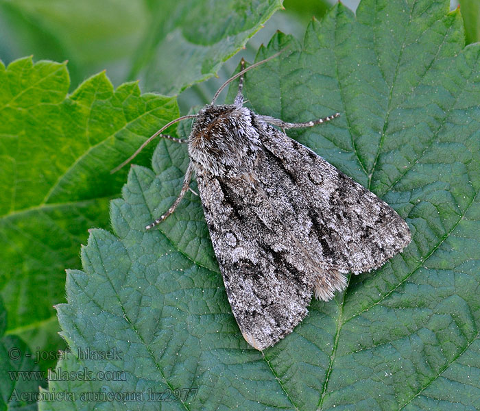 Acronicta auricoma