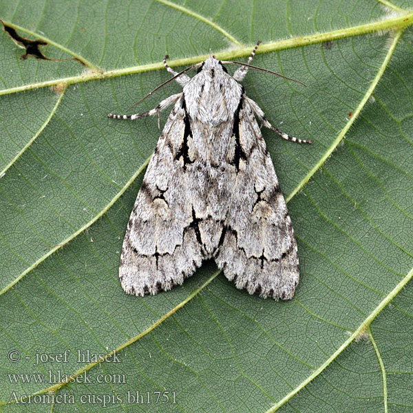 Acronicta cuspis Erlen-Pfeileule Large Dagger Spjutaftonfly