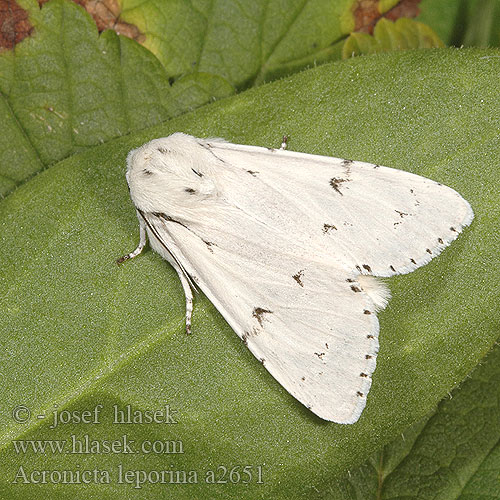 Acronicta leporina Miller Woll-Rindeneule Pudel Wolleule