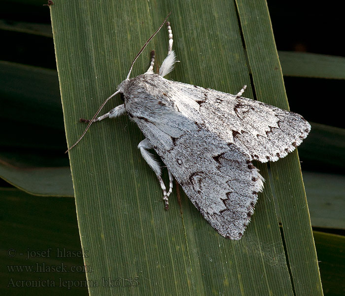 Acronicta leporina