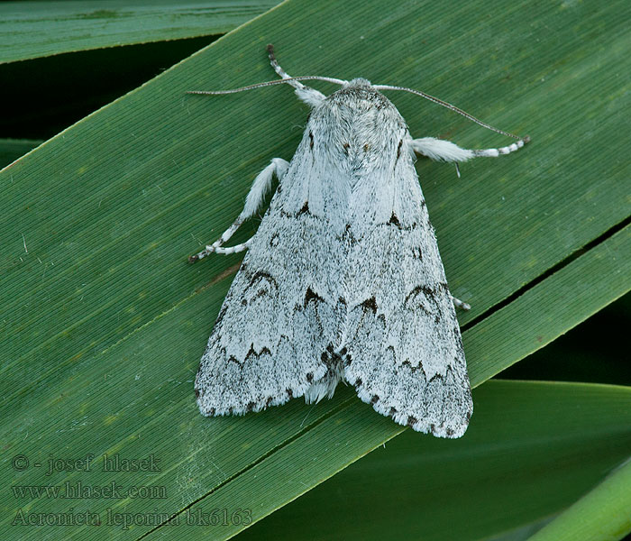 Стрельчатка зайчик Acronicta leporina