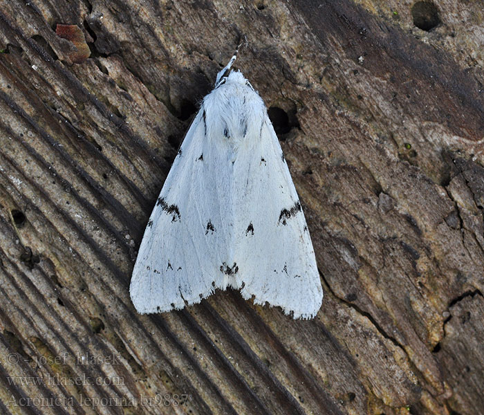 Miller Woll-Rindeneule Pudel Wolleule Acronicta leporina