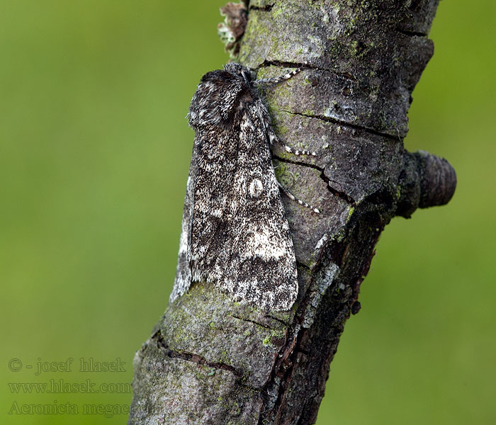 Acronicta megacephala