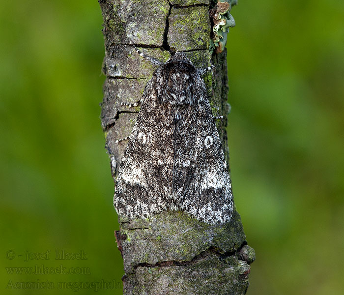 Šípověnka velkohlavá Acronicta megacephala