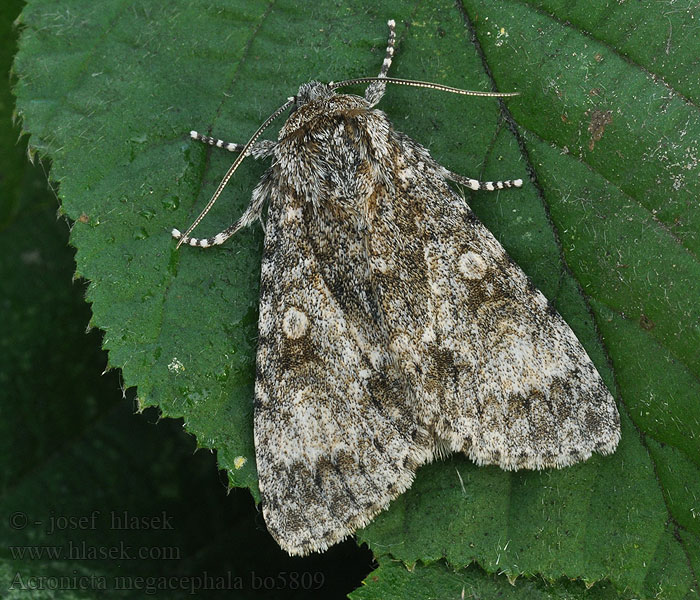 Acronicta megacephala Стрельчатка большеголовая серая