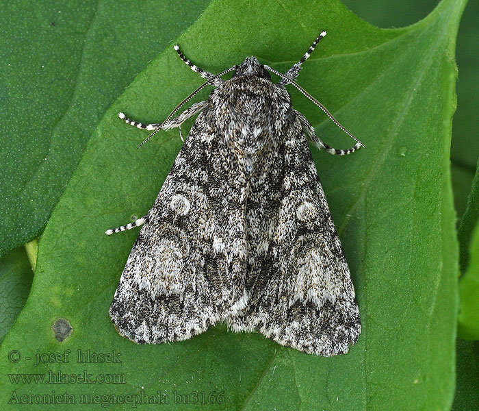 Acronicta megacephala Šípověnka velkohlavá Wieczernica topolówka