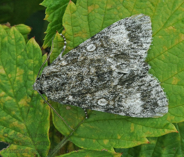 Acronicta megacephala Mramorovka veľkohlavá Storhuvat aftonfly