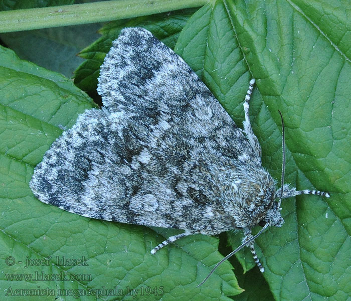 Acronicta megacephala Šípověnka velkohlavá Nagyfejű bagoly